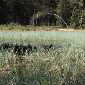 Das Rottenbacher Moor/Köhlerfichte